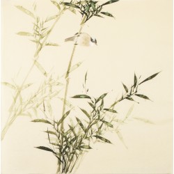 Green Bamboo - CNAG005437