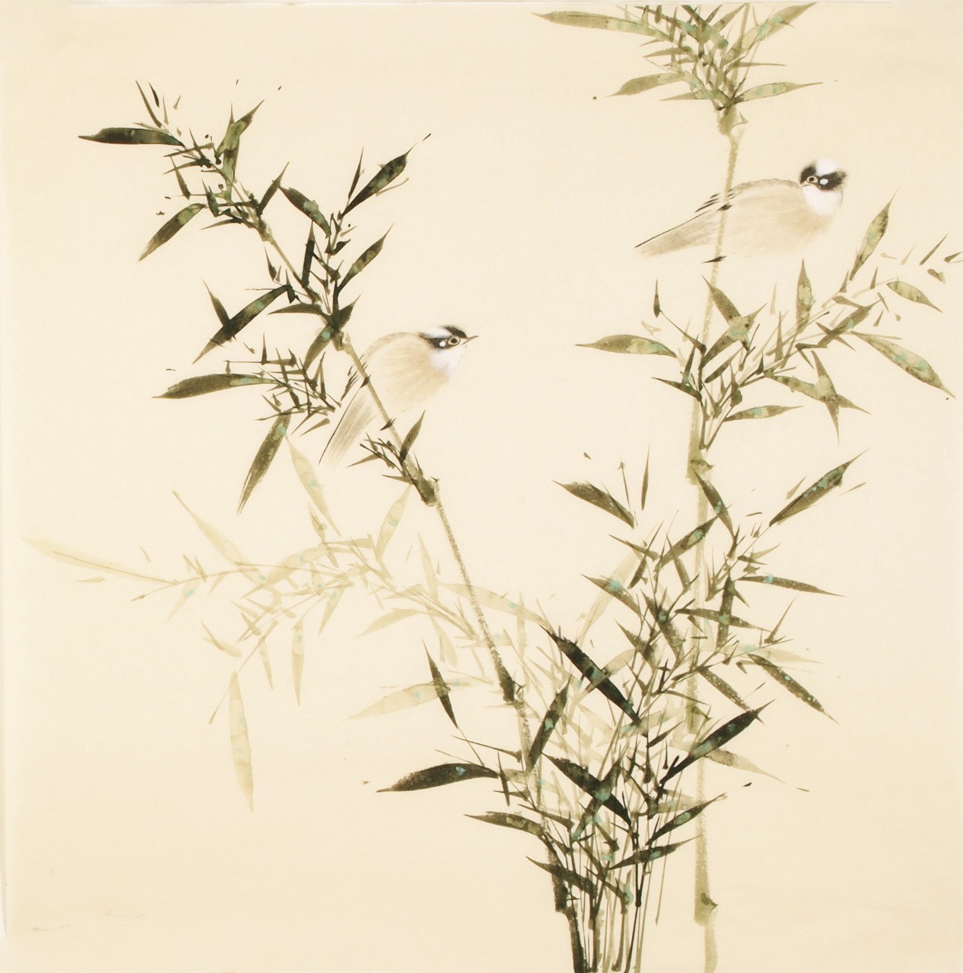 Green Bamboo - CNAG005448