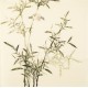 Green Bamboo - CNAG005455