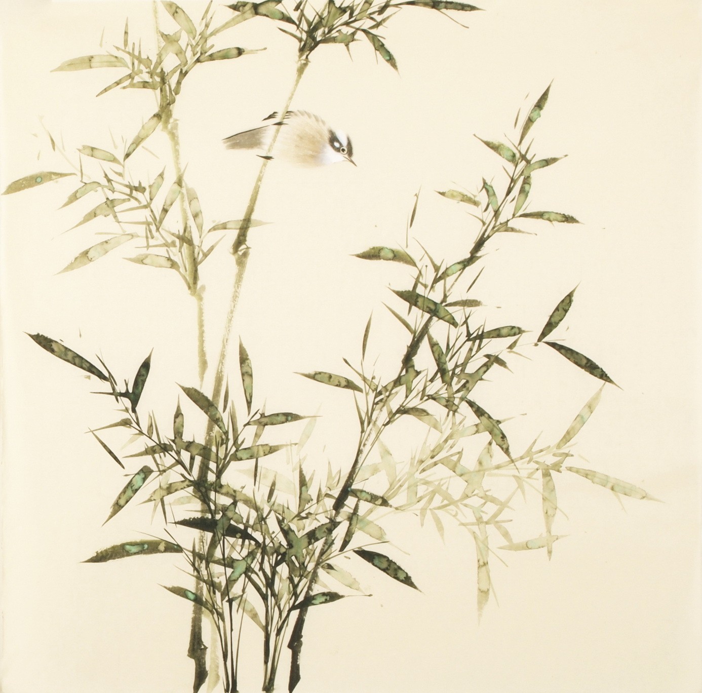 Green Bamboo - CNAG005455