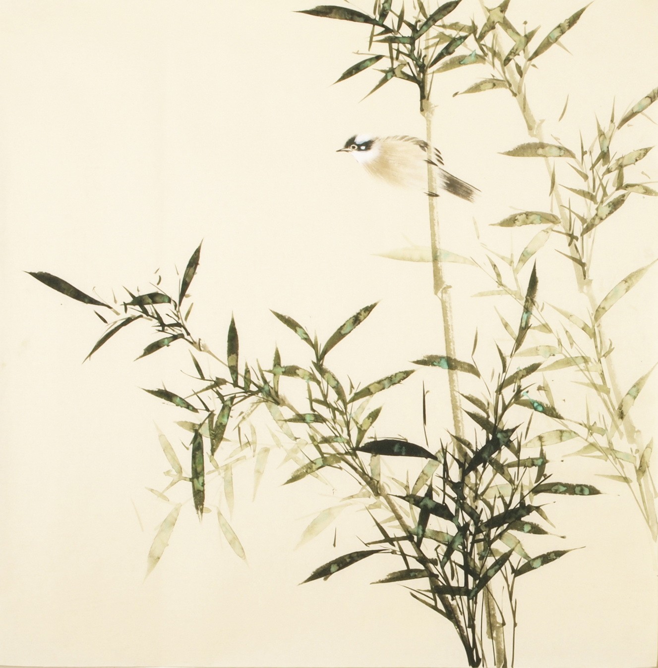 Green Bamboo - CNAG005456