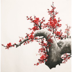 Plum - CNAG005480