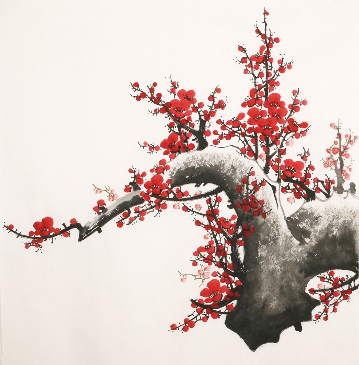 Plum - CNAG005480