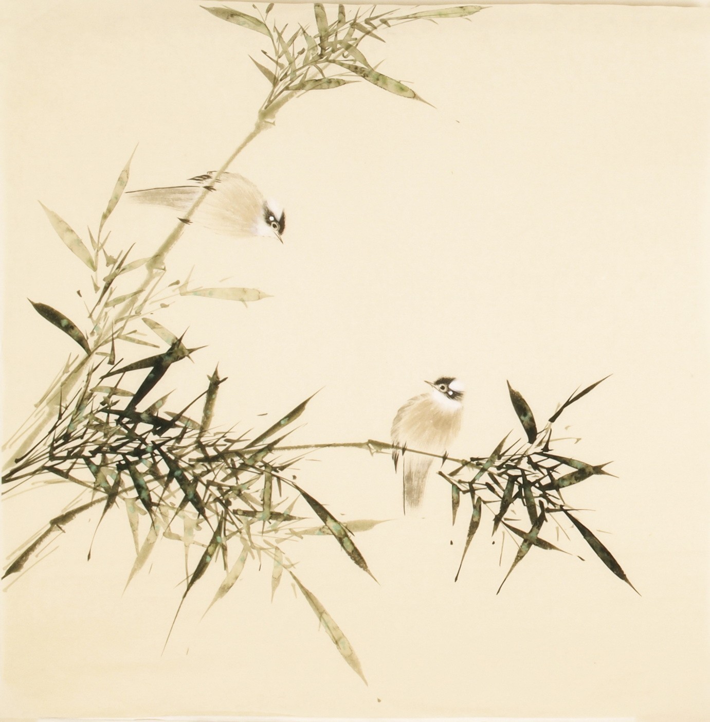 Green Bamboo - CNAG005482
