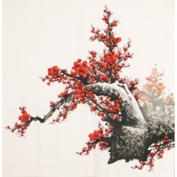 Plum - CNAG005493
