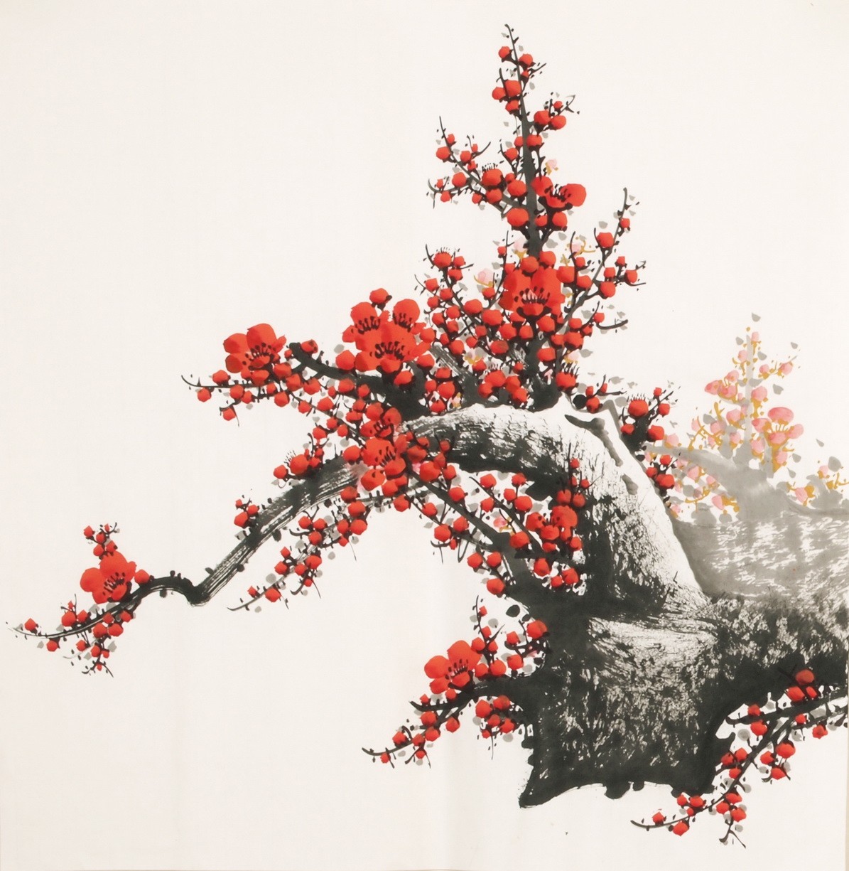 Plum - CNAG005493