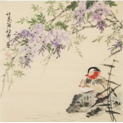 Mandarin Duck - CNAG005495