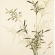 Green Bamboo - CNAG005501