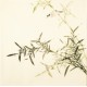 Green Bamboo - CNAG005506