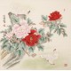 Peony - CNAG005507