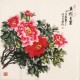Peony - CNAG005508