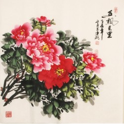 Peony - CNAG005508