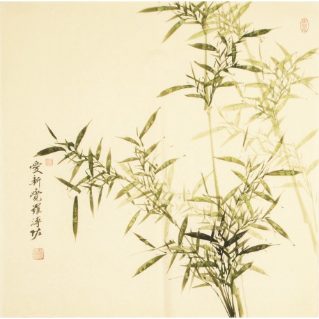 Green Bamboo - CNAG005511