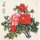 Peony - CNAG005523
