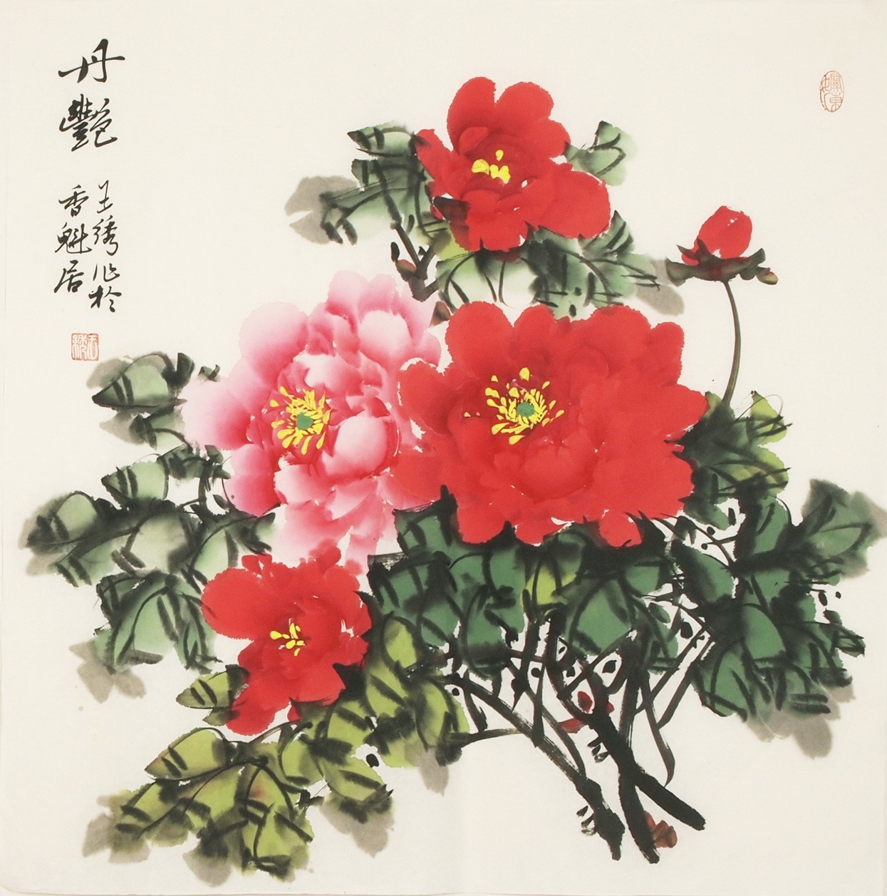 Peony - CNAG005523