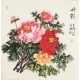 Peony - CNAG005524