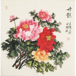 Peony - CNAG005524