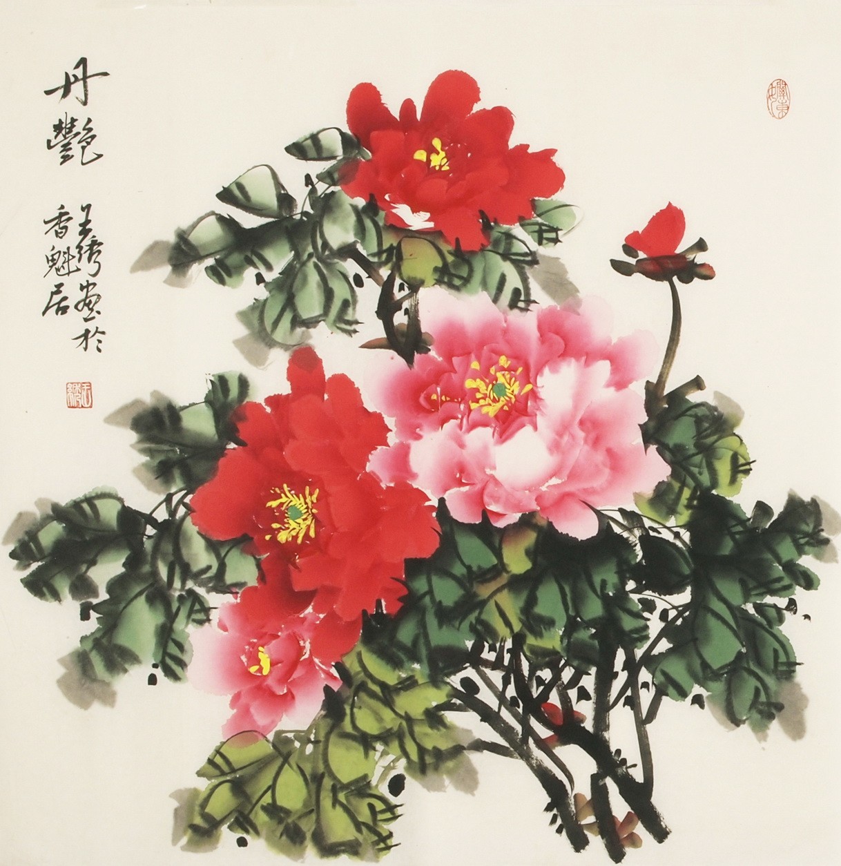 Peony - CNAG005526