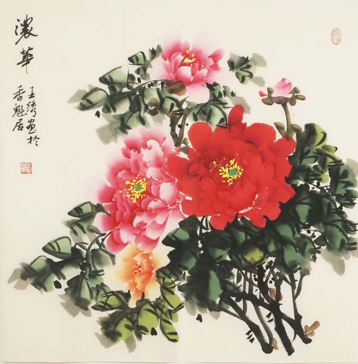 Peony - CNAG005527