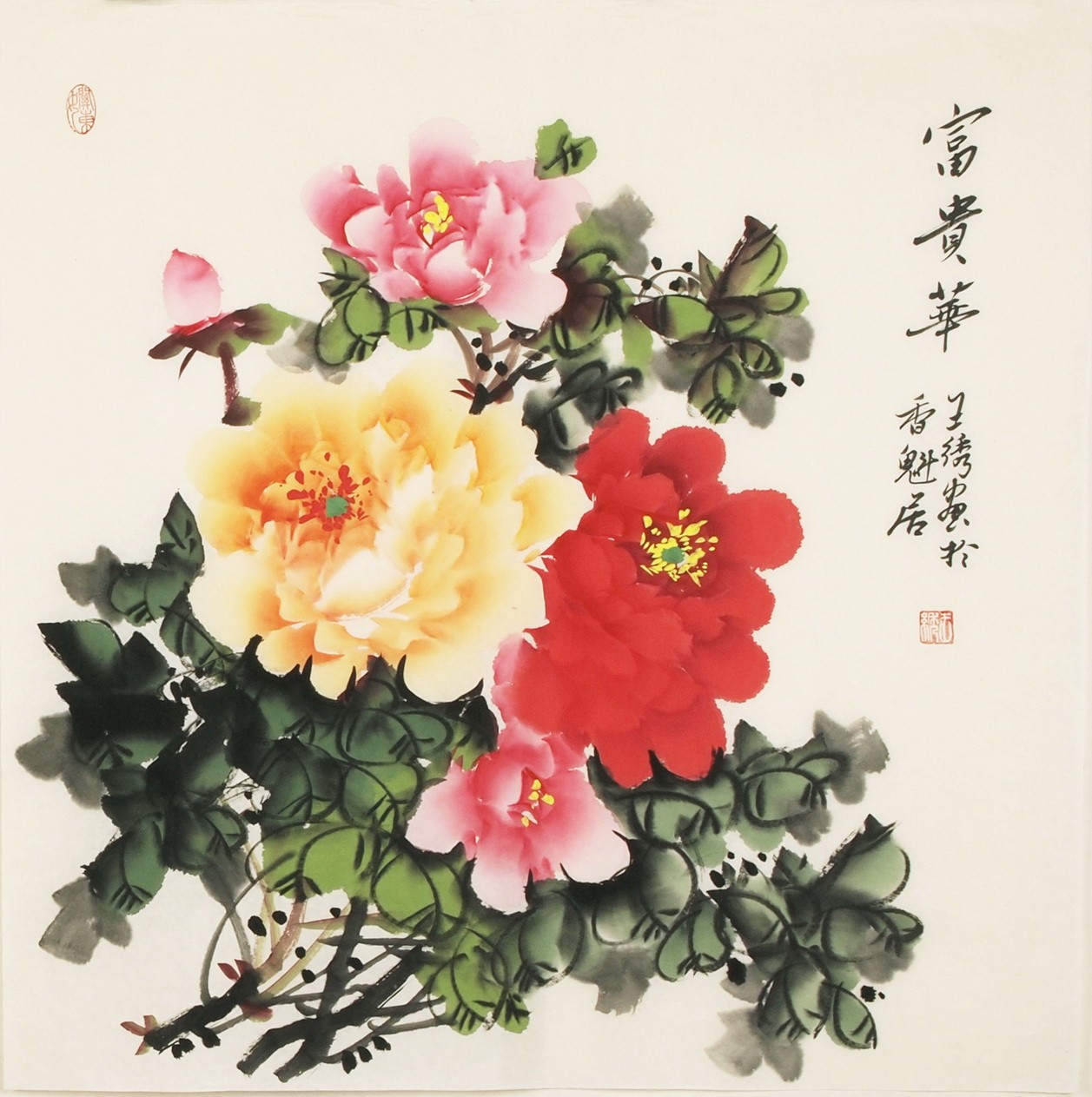 Peony - CNAG005528