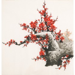 Plum - CNAG005530