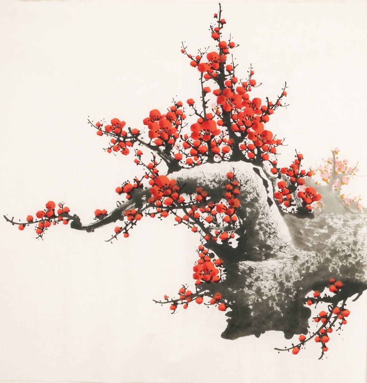 Plum - CNAG005530