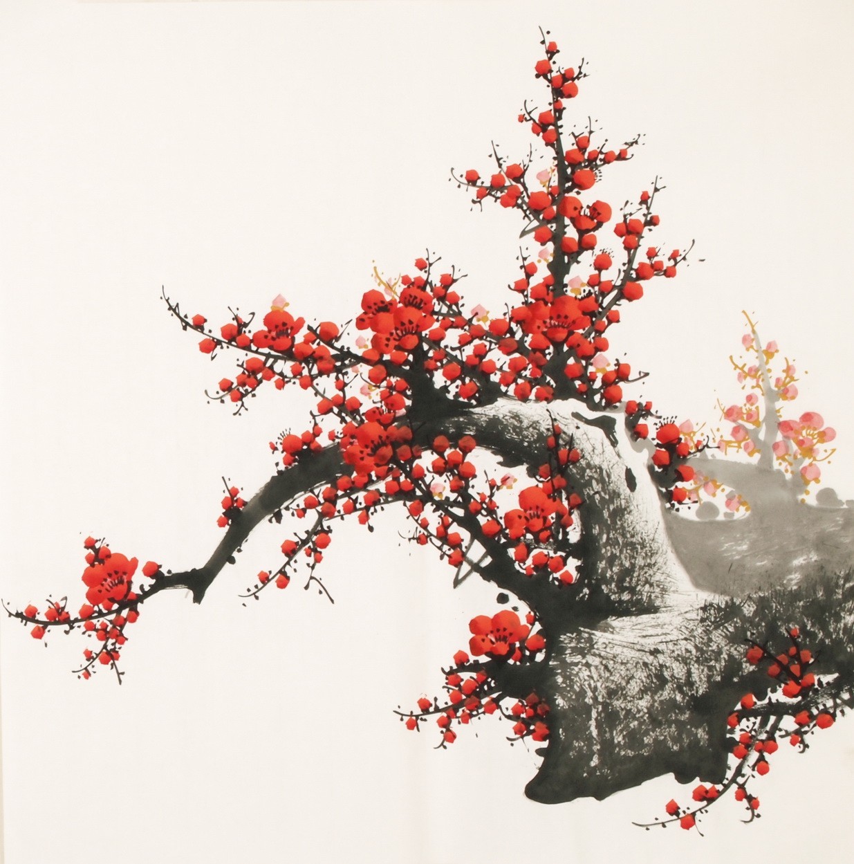 Plum - CNAG005532
