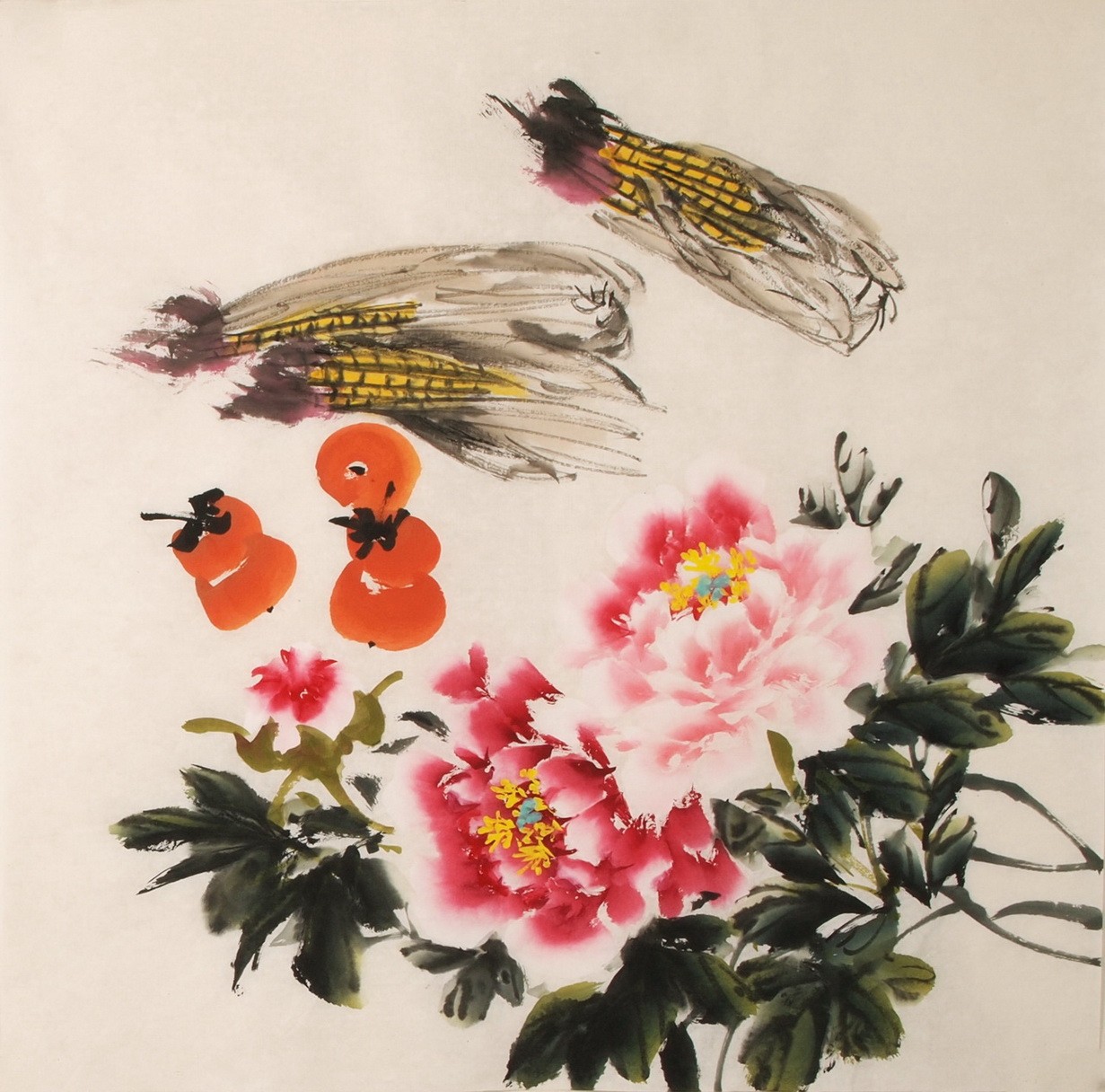 Peony - CNAG005538