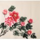 Peony - CNAG005539