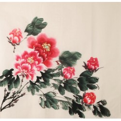 Peony - CNAG005539