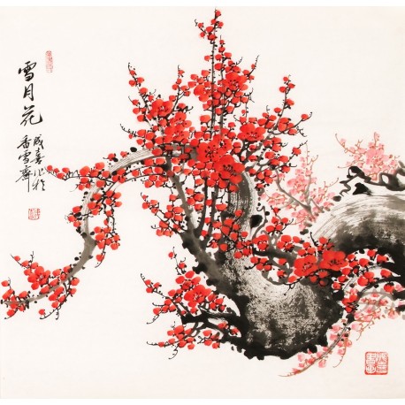 Plum - CNAG005549