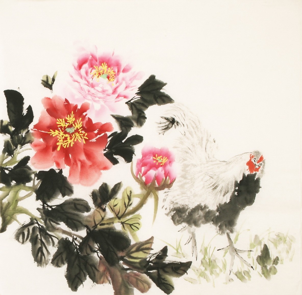 Chicken - CNAG005565