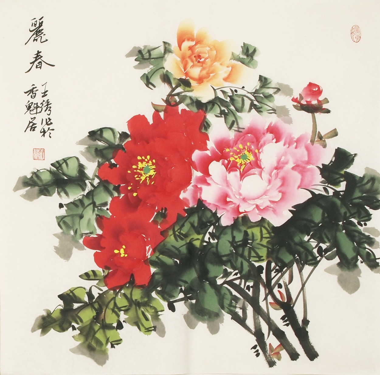 Peony - CNAG005578