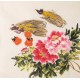 Peony - CNAG005581