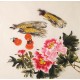 Peony - CNAG005584