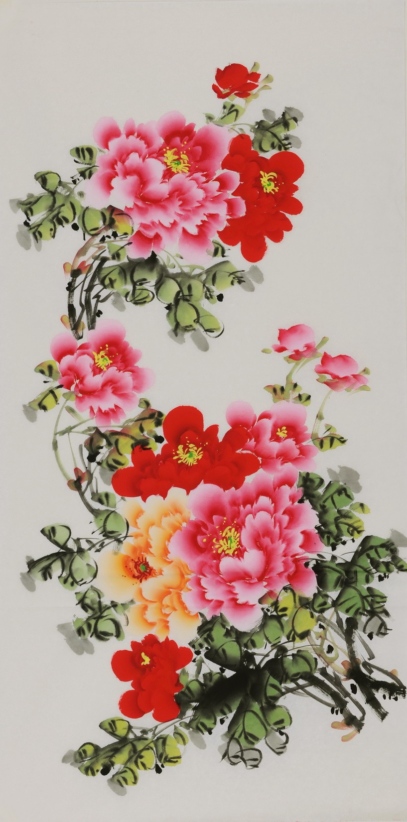 Peony - CNAG000560