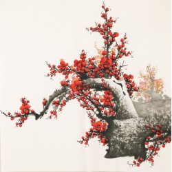 Plum - CNAG005597