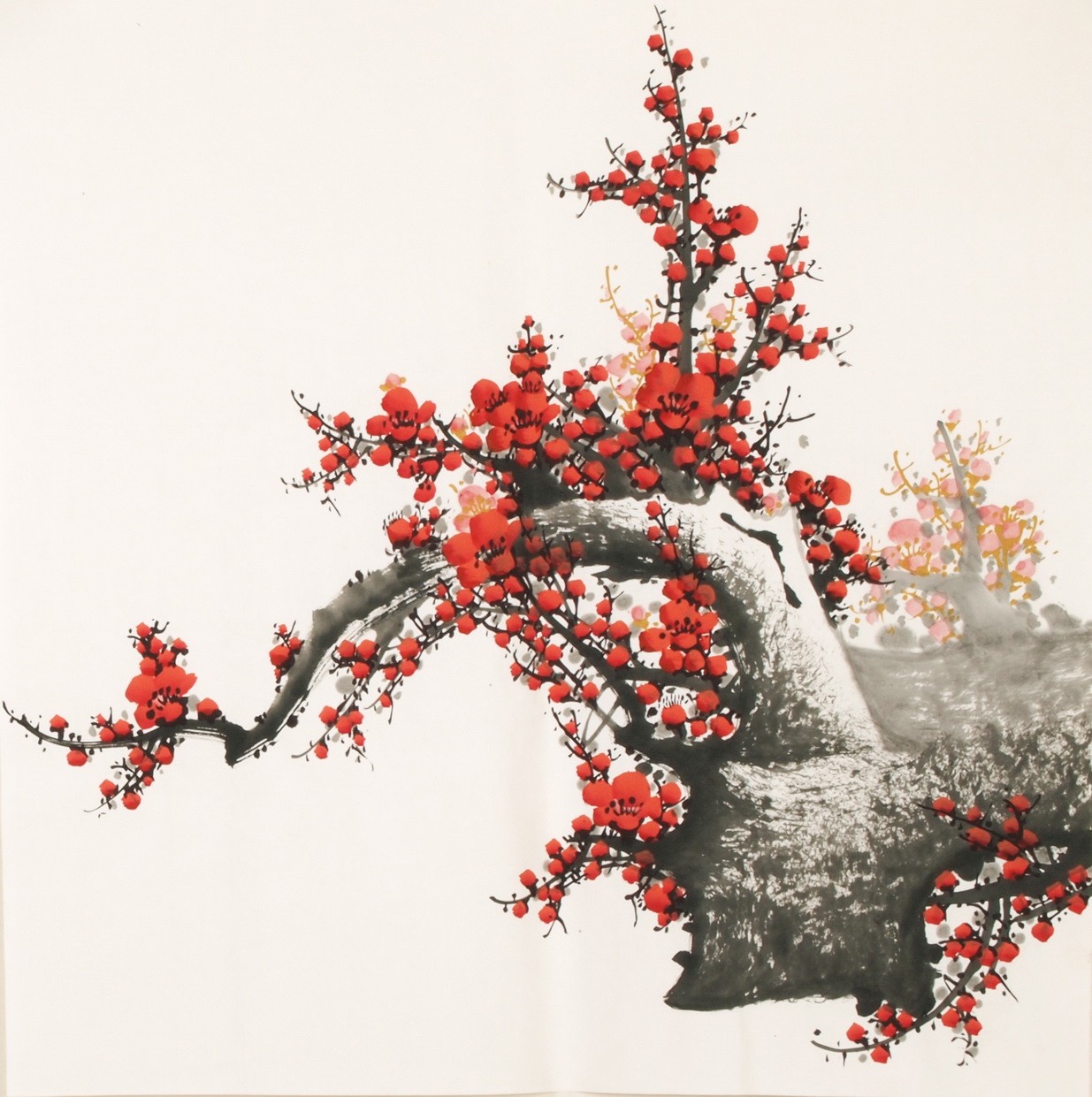 Plum - CNAG005597