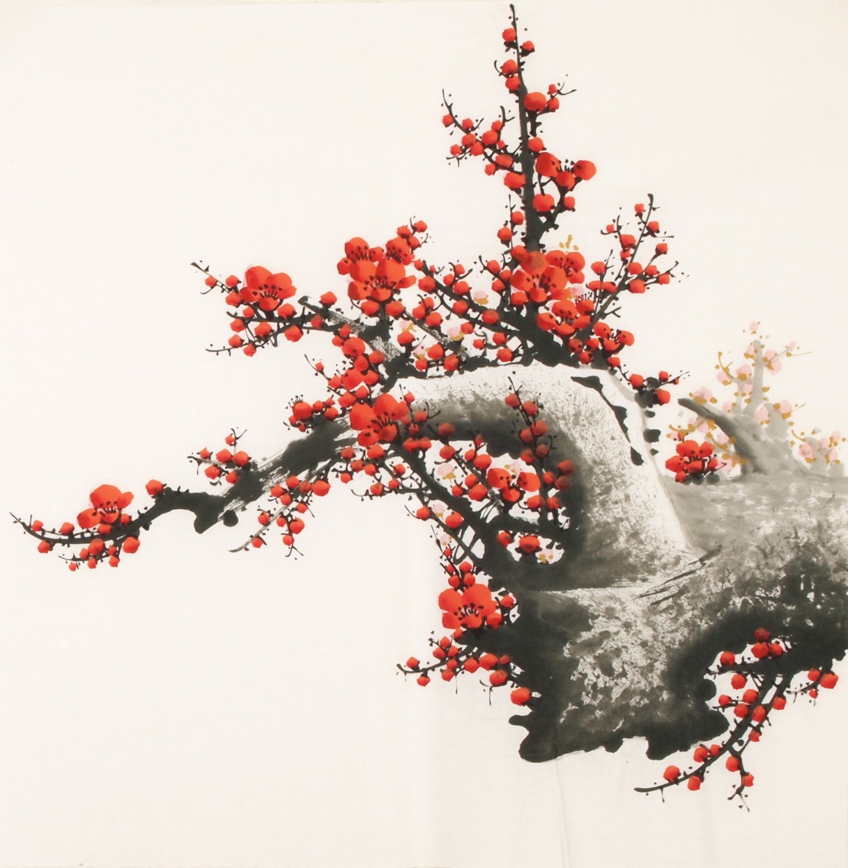 Plum - CNAG005598