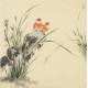 Orchid - CNAG005604