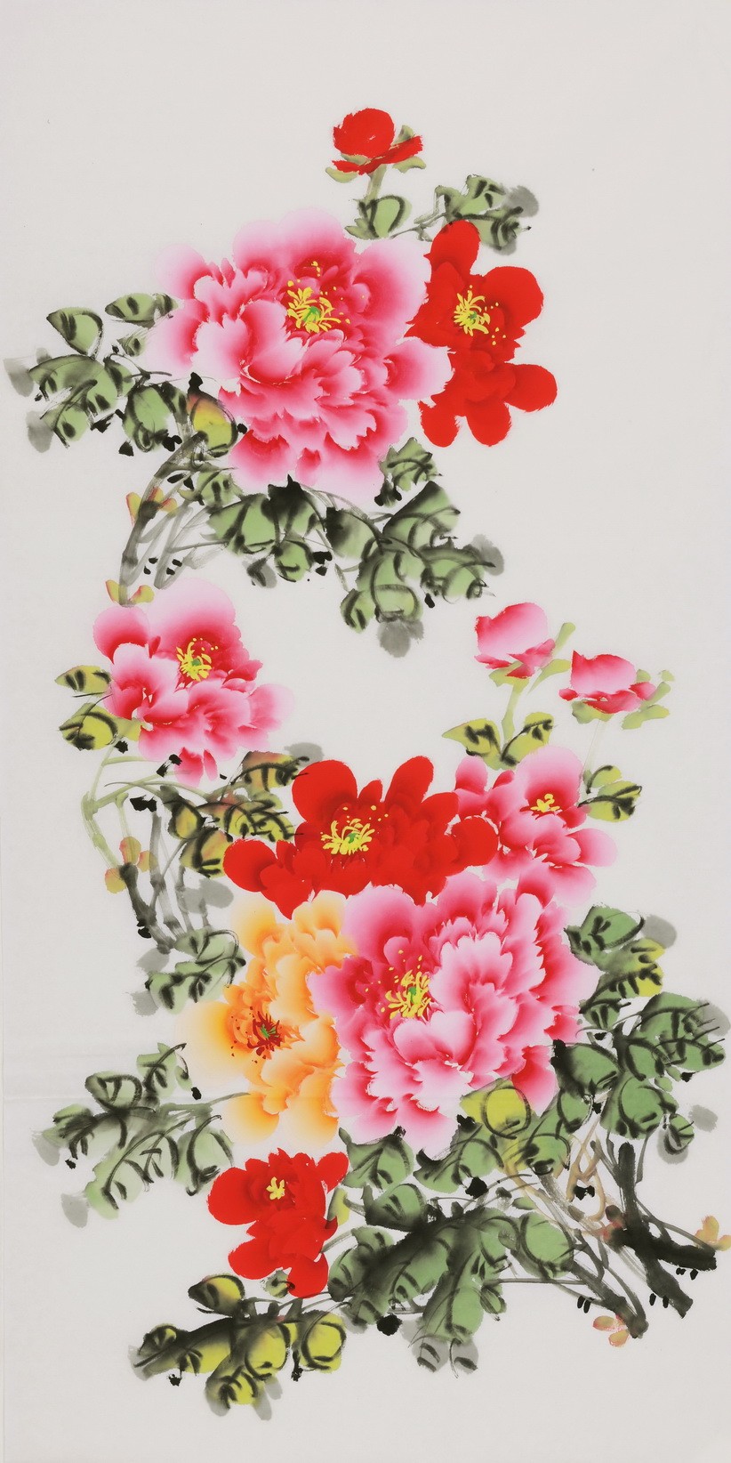 Peony - CNAG000561