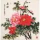 Peony - CNAG005607