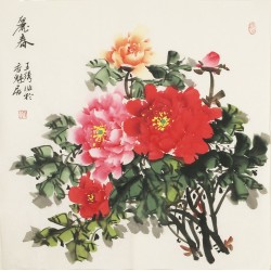 Peony - CNAG005615