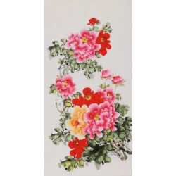 Peony - CNAG000562