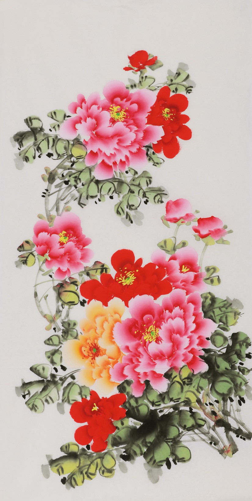 Peony - CNAG000562