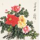 Peony - CNAG005618