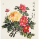Peony - CNAG005620