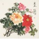 Peony - CNAG005622