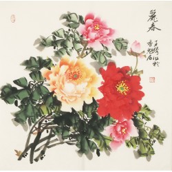 Peony - CNAG005622