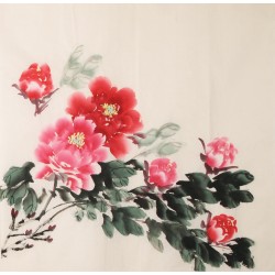 Peony - CNAG005627